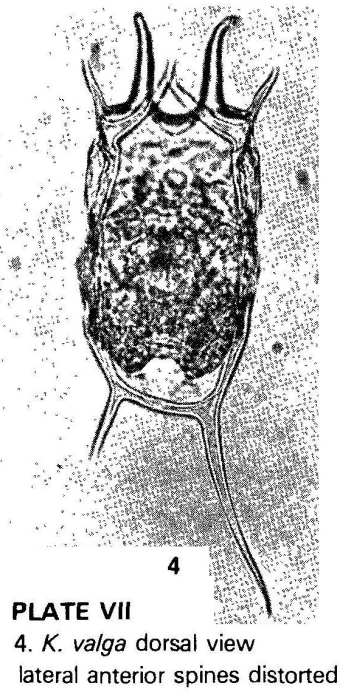 Keratella valga