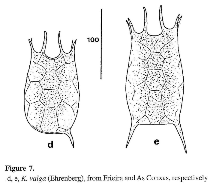 Keratella valga