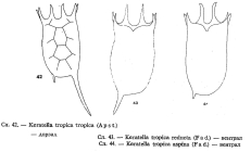 Keratella valga