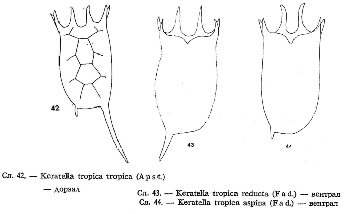 Keratella valga