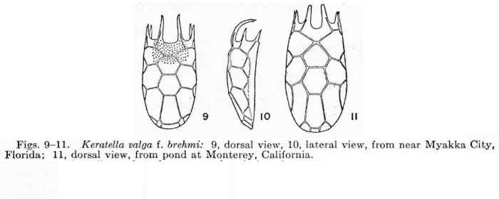 Keratella valga f. brehmi