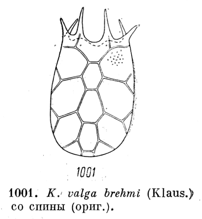 Keratella valga f. brehmi