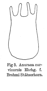 Keratella valga f. brehmi - Original description image