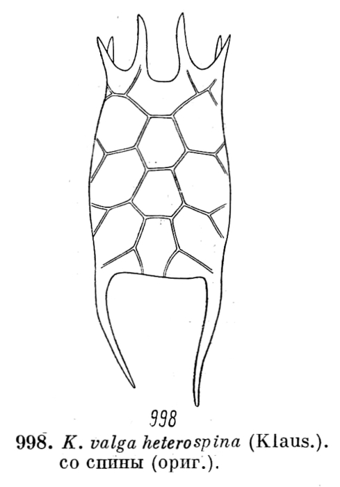 Keratella valga f. heterospina