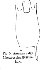 Keratella valga f. heterospina - Original description image