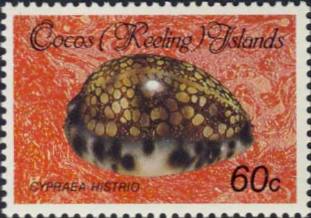 Cypraea histrio Cypraea histrio