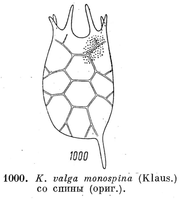 Keratella valga f. monospina