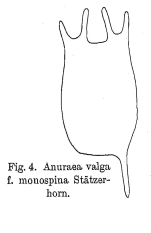 Keratella valga f. monospina - Original description image