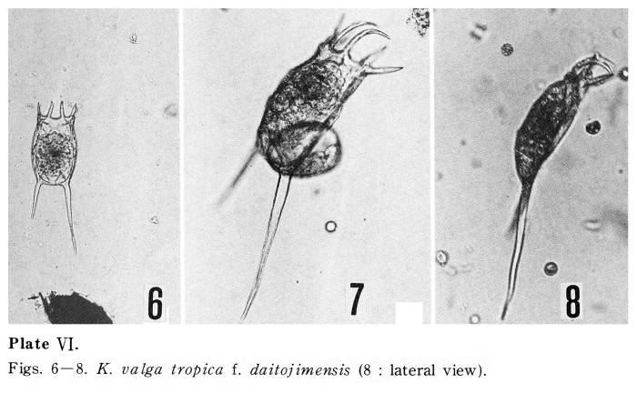 Keratella valga tropica f. daitojimensis - Original description image