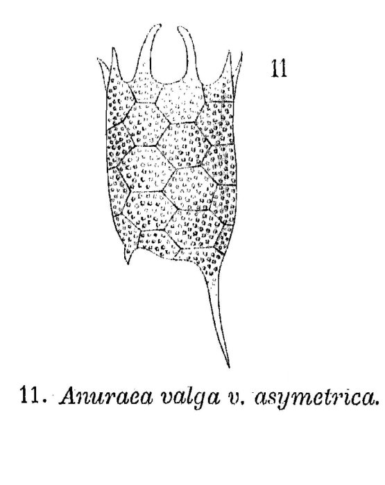 Keratella valga var. asymetrica - Original description image