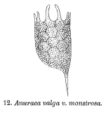 Keratella valga var. monstrosa - Original description image