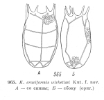 Keratella wirketissi - Original description image