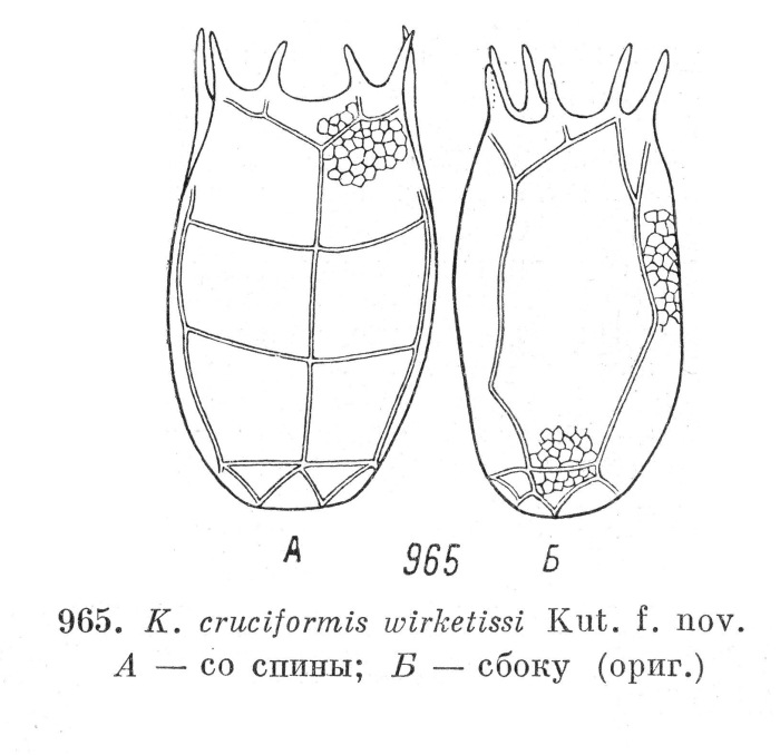 Keratella wirketissi - Original description image