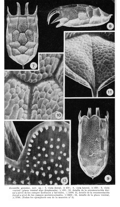 Keratella yamana - Original description image