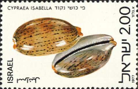 Cypraea isabella Cypraea isabella