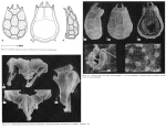 Keratella zhugeae