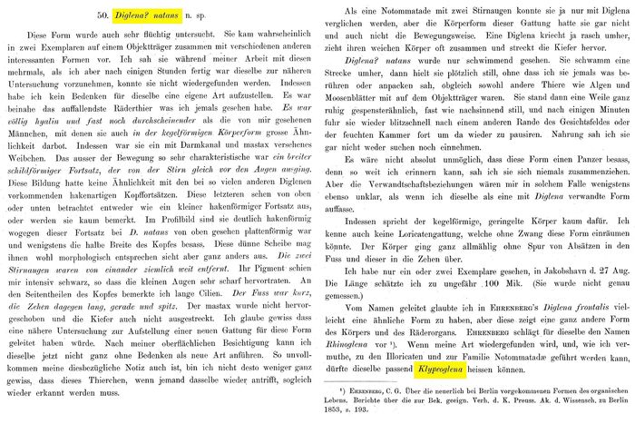 Klypeoglena natans - Original description image