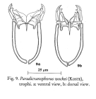 Kostea wockei