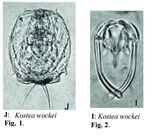 Kostea wockei