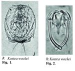 Kostea wockei