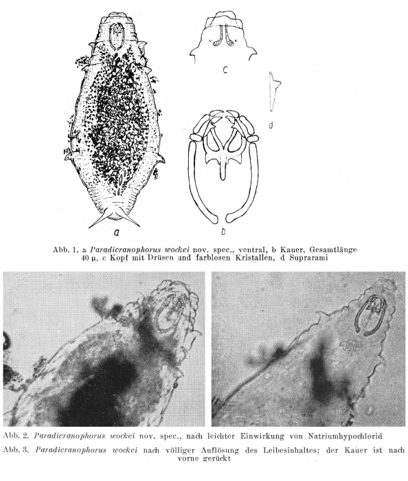 Kostea wockei - Original description image