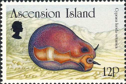 Cypraea lurida Cypraea lurida