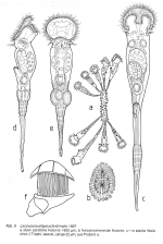 Lacinularia elliptica