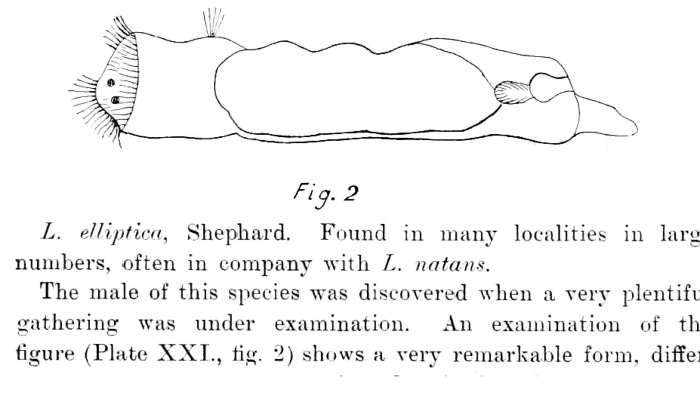 Lacinularia elliptica Lacinularia elliptica