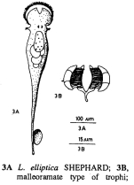 Lacinularia elliptica