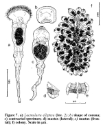 Lacinularia elliptica