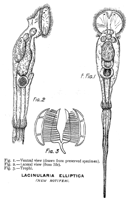 Lacinularia elliptica - Original description image