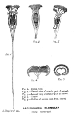 Lacinularia elongata - Original description image