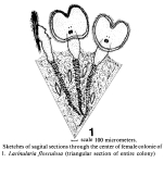 Lacinularia flosculosa