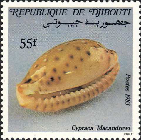 Cypraea macandrewi Cypraea macandrewi