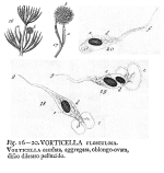 Lacinularia flosculosa