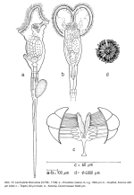 Lacinularia flosculosa