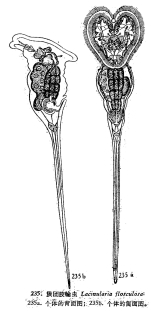 Lacinularia flosculosa