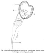 Lacinularia flosculosa