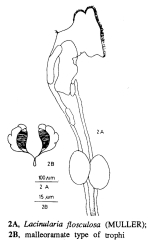 Lacinularia flosculosa