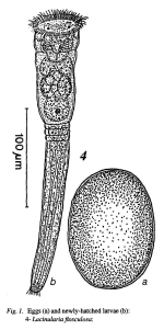Lacinularia flosculosa