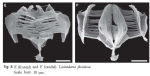 Lacinularia flosculosa