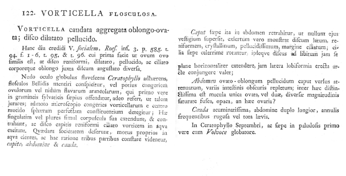 Lacinularia flosculosa - Original description image