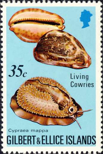 Cypraea mappa Cypraea mappa