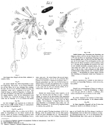 Lacinularia fluviatilis