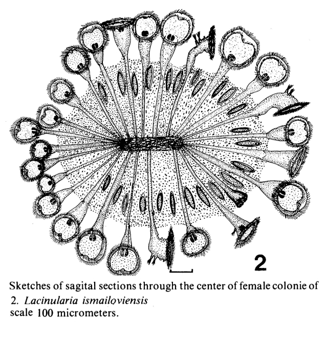 Lacinularia ismailoviensis Lacinularia ismailoviensis