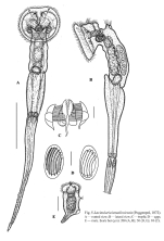 Lacinularia ismailoviensis