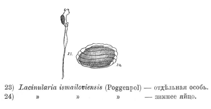 Lacinularia ismailoviensis Lacinularia ismailoviensis