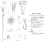 Lacinularia ismailoviensis - Original description image