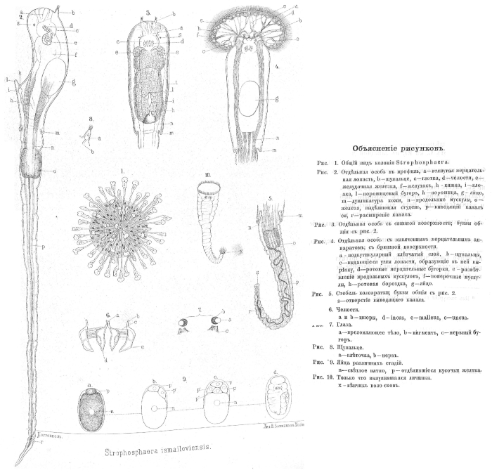 Lacinularia ismailoviensis - Original description image