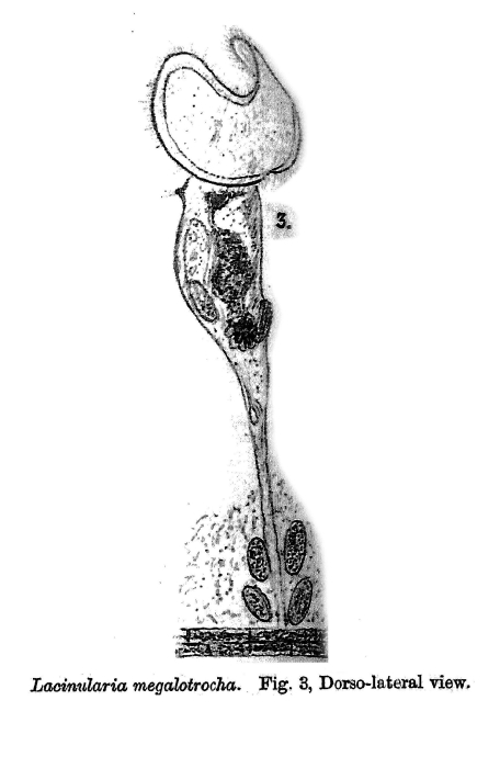 Lacinularia megalotrocha - Original description image